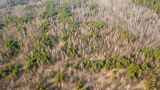 Что выросло на заброшенных пашнях