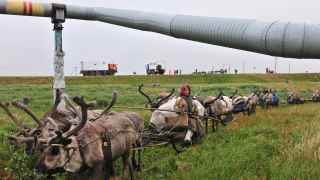 Газовики рассказывают о том, что позволяют пройти оленям через газопровод как об особой милости