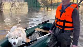 Спасение собак в Орске.